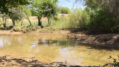 Davis Camp with ducks